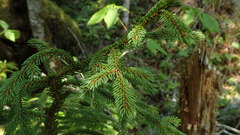 Picea glehnii