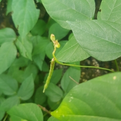 Centrosema pubescens