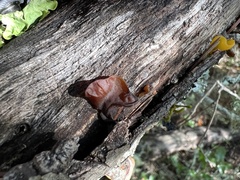 Phaeotremella foliacea