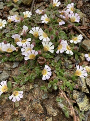 Scaevola hookeri