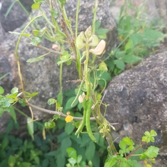 Centrosema pubescens