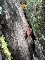 Phaeotremella foliacea
