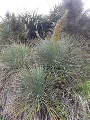 Aciphylla glaucescens