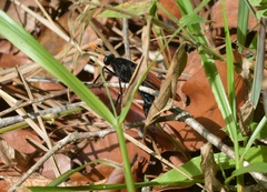 Protomydas rubidapex