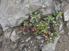 Epilobium brevipes