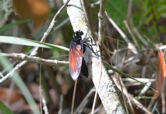 Protomydas rubidapex