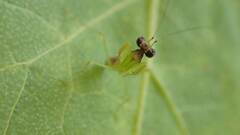 Odontomantis planiceps