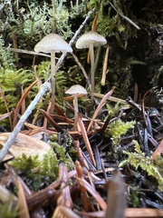 Mycena clavicularis