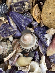 Bembicium nanum