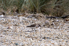 Charadrius bicinctus