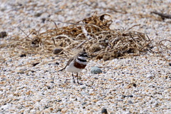 Charadrius bicinctus