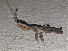 Phyllocrania paradoxa