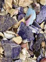 Austrobalanus imperator