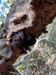 Phaeotremella foliacea