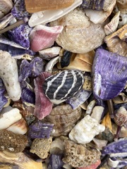 Austrocochlea porcata