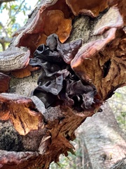 Phaeotremella foliacea