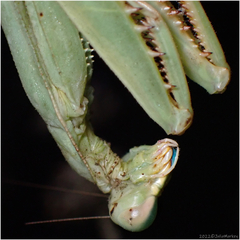 Stagmomantis limbata