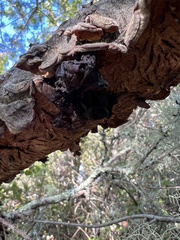 Phaeotremella foliacea