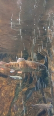 Oncorhynchus masou formosanus