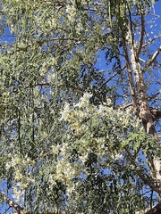Moringa oleifera