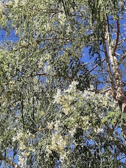 Moringa oleifera