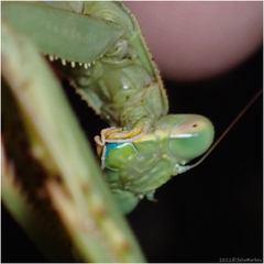 Stagmomantis limbata