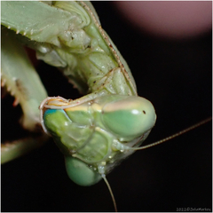Stagmomantis limbata