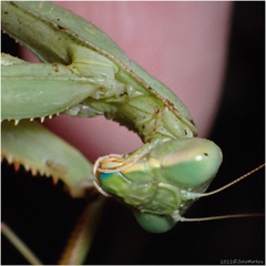 Stagmomantis limbata