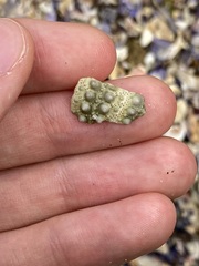 Heliocidaris erythrogramma