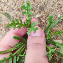 Cakile maritima euxina