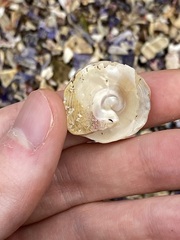 Astralium tentoriiforme