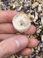 Astralium tentoriiforme