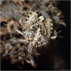 Agonoscelis puberula