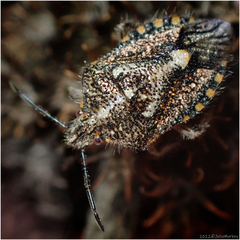Agonoscelis puberula