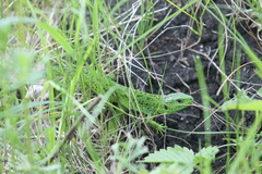 Lacerta agilis exigua