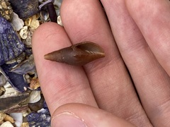 Isara carbonaria