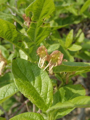 Lonicera glehnii