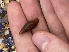 Isara carbonaria