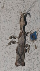 Phyllocrania paradoxa