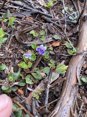 Viola serpentinicola
