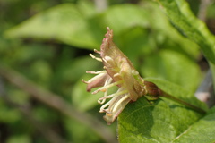 Lonicera glehnii