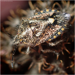 Agonoscelis puberula