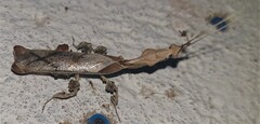 Phyllocrania paradoxa