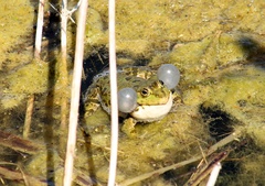 Pelophylax