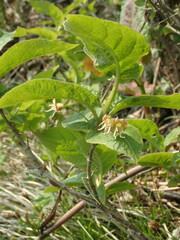 Lonicera glehnii