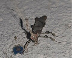 Phyllocrania paradoxa