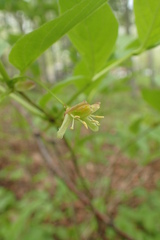 Lonicera glehnii