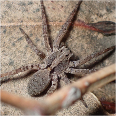 Alopecosa kochi