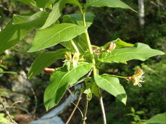 Lonicera glehnii