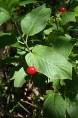 Lonicera glehnii